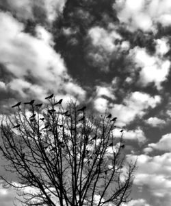 Low angle view of bare tree against sky