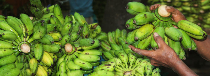 Heap of green banana.banana market. hand holding green banana for selling.