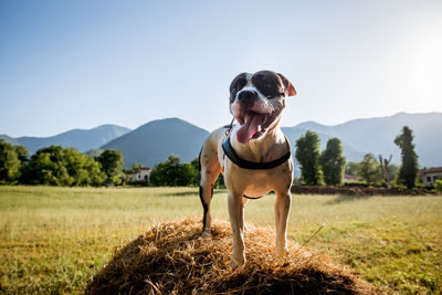 American staffordshire terrier standing on hay bale against clear sky