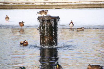 Ducks swimming in lake