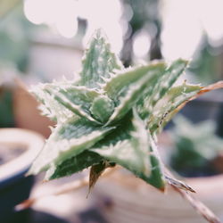 Close-up of green leaves on plant
