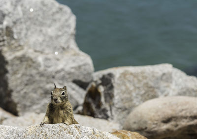Squirrel on rock by sea