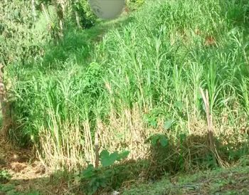 Plants growing on grassy field