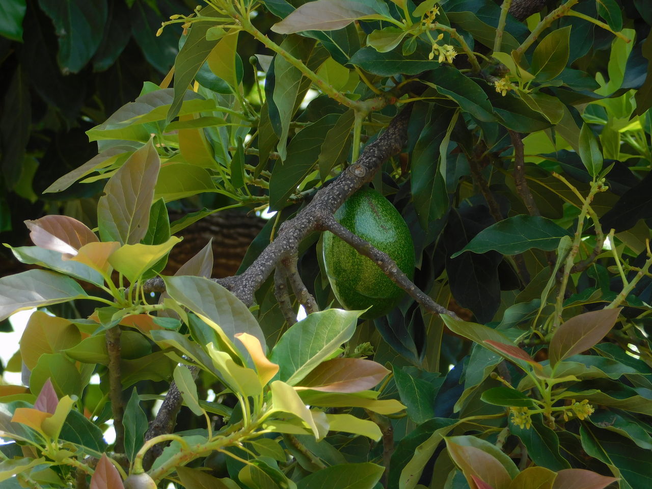 Tree reptile close-up