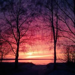 Sun shining through trees