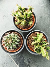 High angle view of potted plants