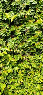 Full frame shot of ivy growing on land