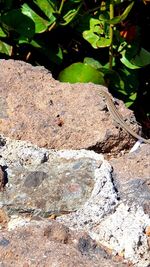 High angle view of insect on rock