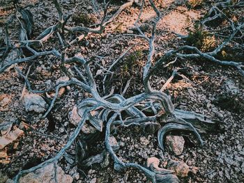 High angle view of trees growing in field