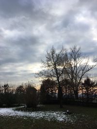 Bare trees against sky