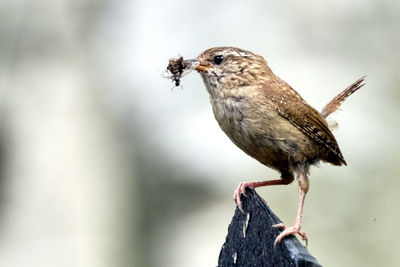 Close-up of bird perching on hand