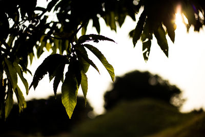 Close-up of leaves on tree