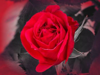 Close-up of red rose