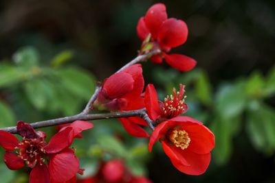 Close-up of red flower