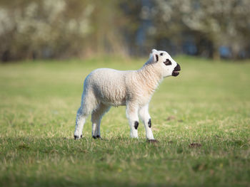 Lamb standing on grassy land