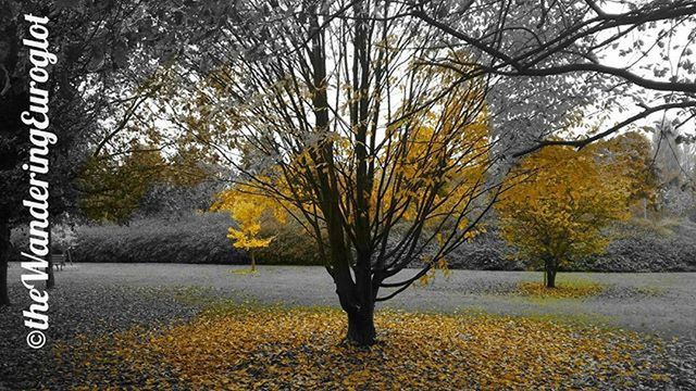 autumn, tree, season, change, water, branch, tranquility, nature, beauty in nature, tree trunk, leaf, tranquil scene, yellow, lake, bare tree, scenics, reflection, day, growth, outdoors