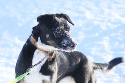 Close-up of dog on snow