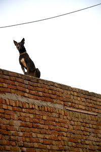 Low angle view of cat on brick wall
