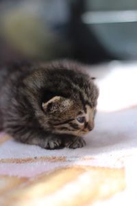 Close-up of cat resting
