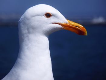 Close-up of bird looking away