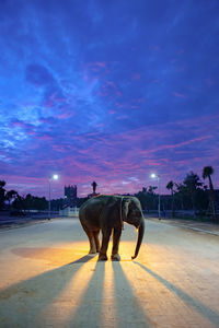 Elephant standing on illuminated street against sky at sunset
