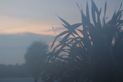 Close-up of plants against sky during sunset