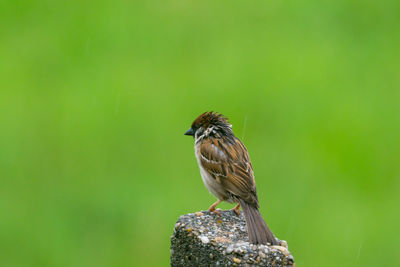 Close-up of bird perching on wood