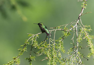 Bird perching on a tree