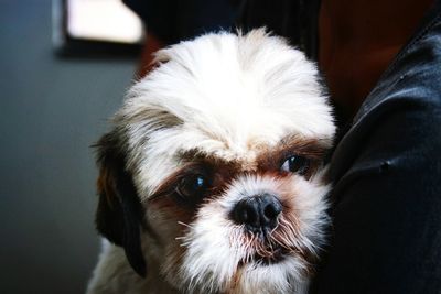 Portrait of dog at home