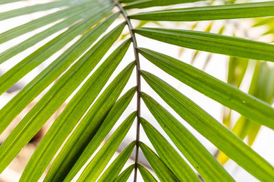 Close-up of palm leaves
