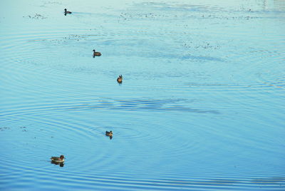 High angle view of ducks swimming in water