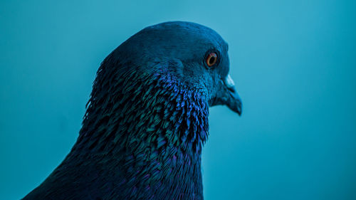 Close-up of bird against blue sky