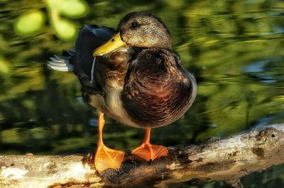 Close-up of mallard ducks in water