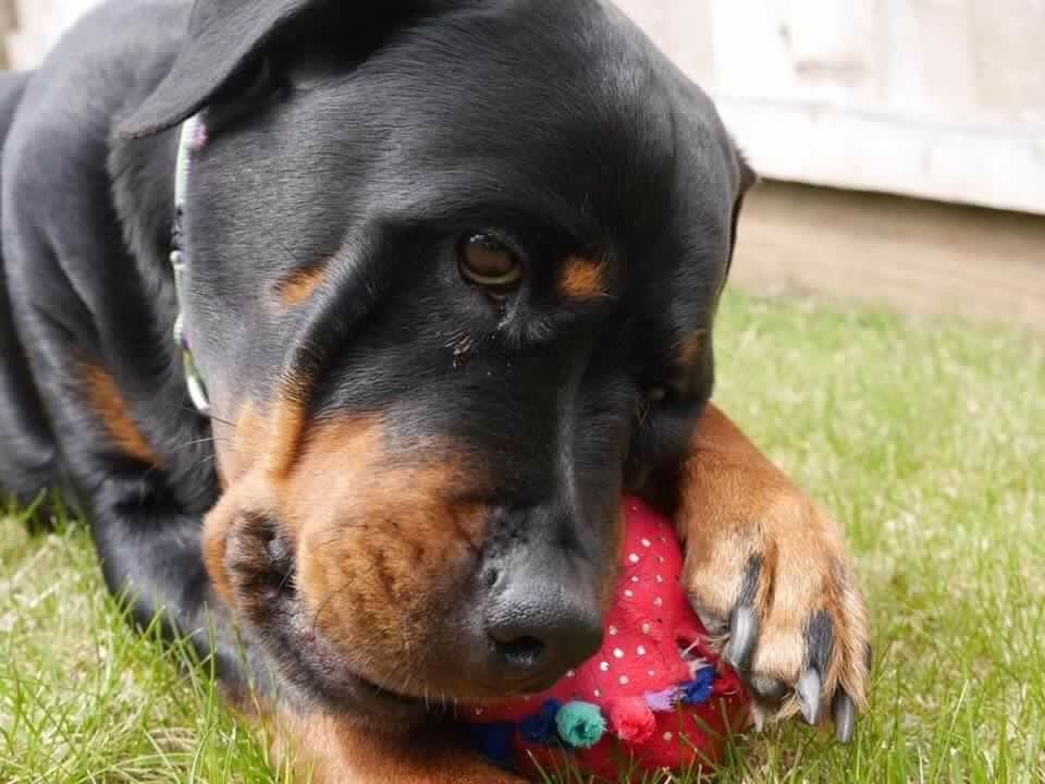 DOG STICKING OUT TONGUE ON GRASSY FIELD