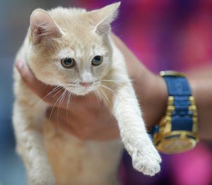 Cropped close-up of hands holding cat 