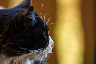 Close-up of cat looking away