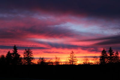 Silhouette of trees at sunset