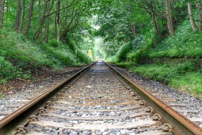 Railroad tracks amidst trees in forest