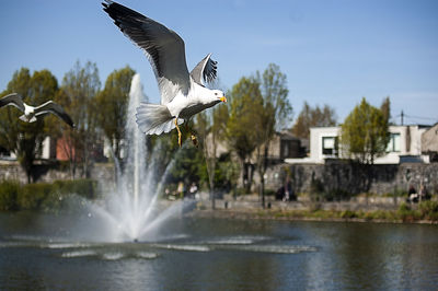 Seagull flying over water