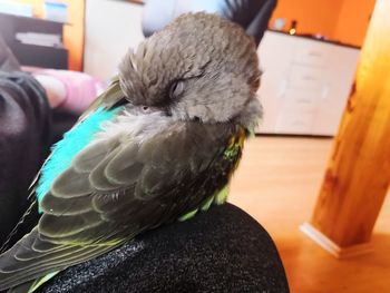 Close-up of a bird on hand