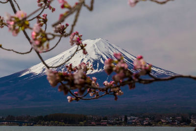 Close-up of cherry blossoms against snowcapped mt fuji