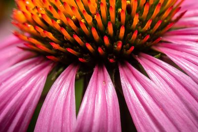 Full frame shot of pink flower