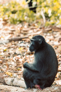 Monkey looking away