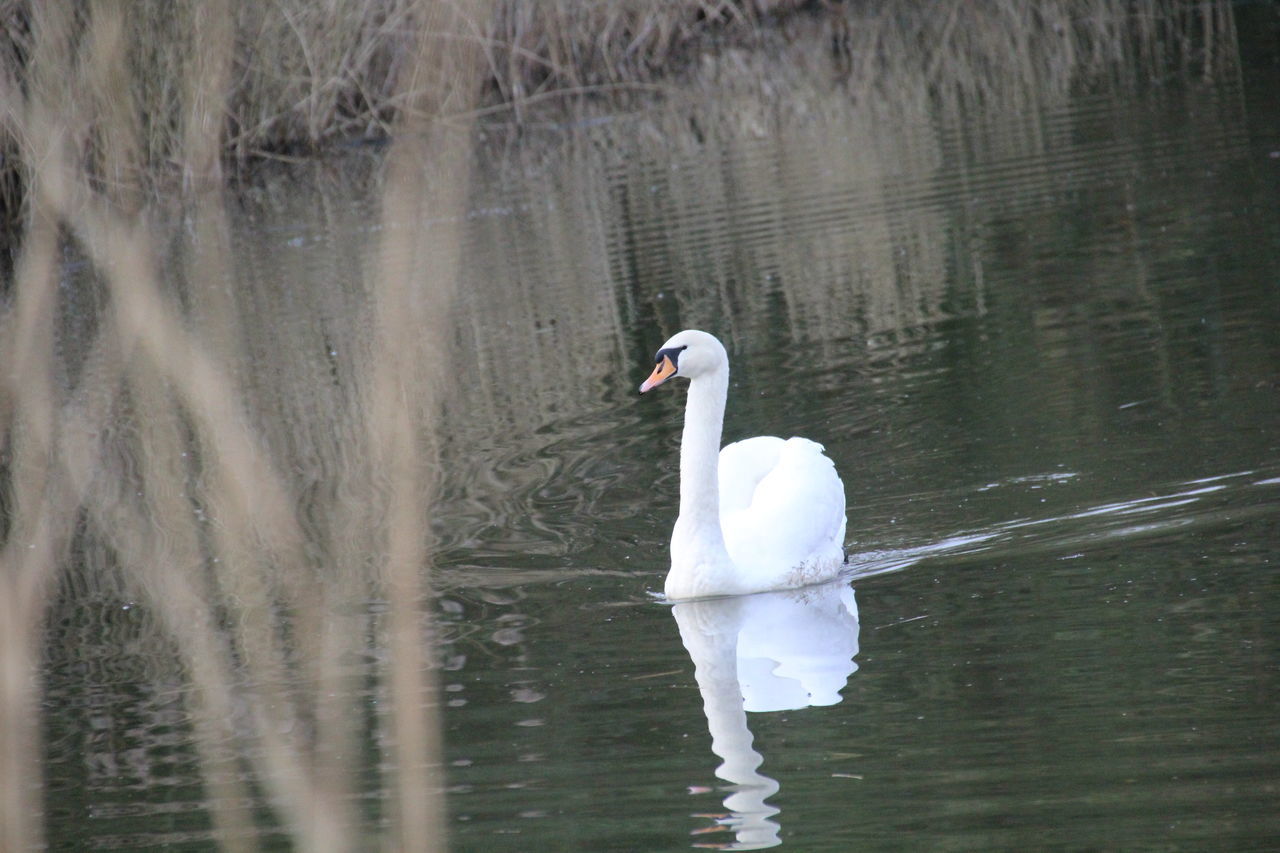 one animal, lake, water, bird, animals in the wild, animal themes, reflection, nature, day, outdoors, animal wildlife, swimming, no people, swan, beauty in nature