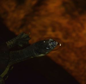 Close-up of turtle