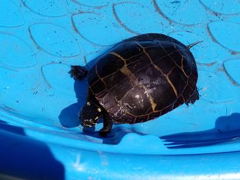 High angle view of turtle in sea