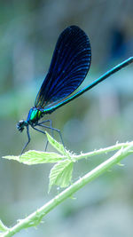 Close-up of butterfly on leaf