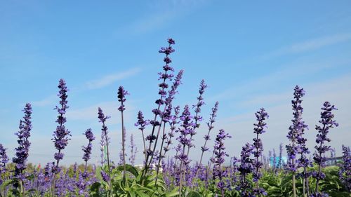 Close-up of purple flowering plants on field against sky