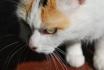 Close-up of cat looking away