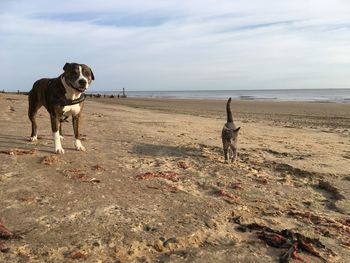 Dog on beach against sky